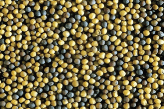 Canola seeds