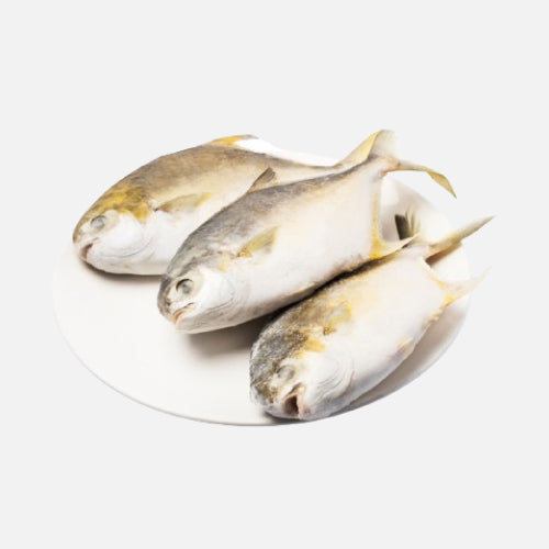 Frozen Golden Pompano