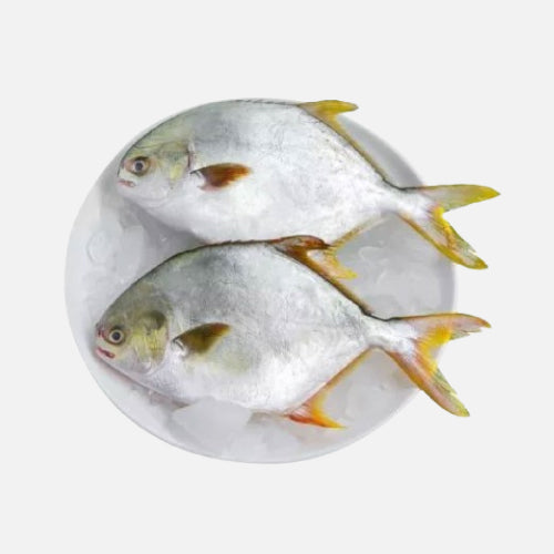 Frozen Golden Pompano