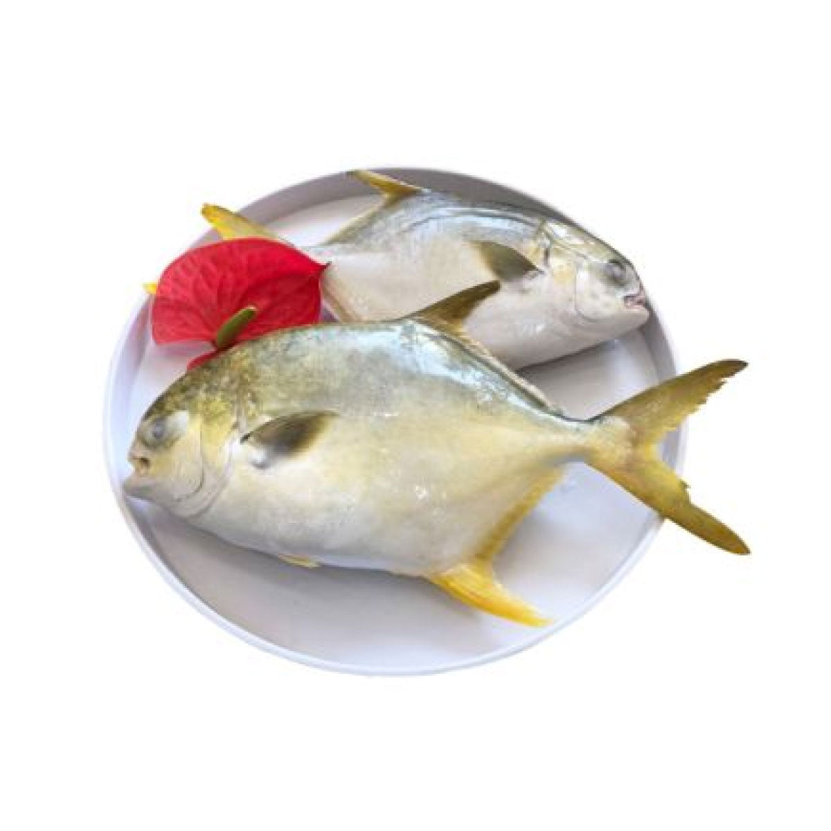 Frozen Golden Pompano