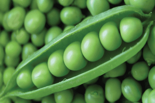 Green Peas