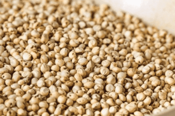 White Sorghum