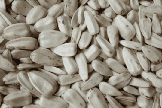 White Sunflower Seeds