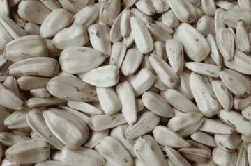 White Sunflower Seeds